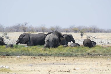 Zimbabwe savanındaki filler.