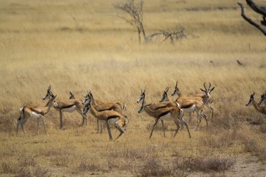 Savanadaki kırmızı geyikler