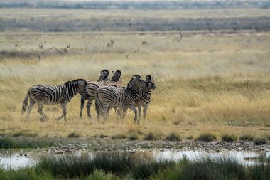 Savanadaki vahşi zebra