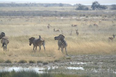 Bir grup zebra bozkırda yaşıyor.