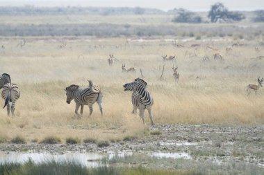 Doğal ortamdaki vahşi hayvanların güzel bir görüntüsü.