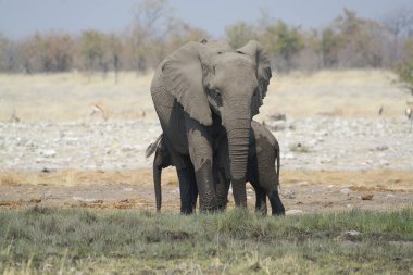 Etoşa namibya 'da yürüyen iki fil.