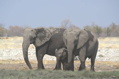 Afrika savanındaki fil.