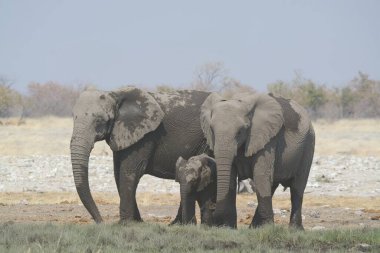 Güney Afrika 'daki Kruger Ulusal Parkı' nda büyük bir fil.