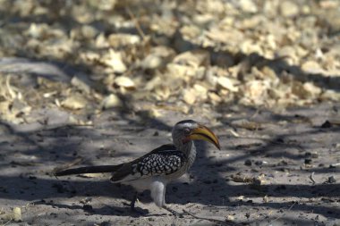 Bir kuşun yakın çekimi.