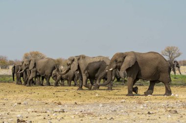 Etoşa Parkı, Namibya 'da bir grup fil