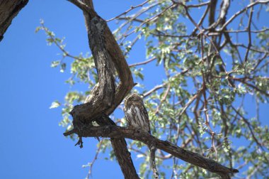 Arka planda ağaç olan bir dal