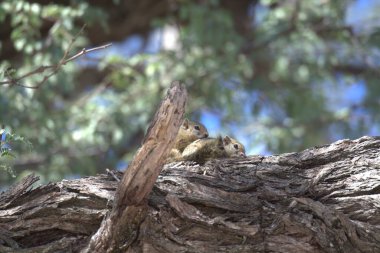 Ağaçta oturan şirin bir bebeğin yakın plan fotoğrafı.