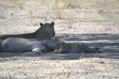 Savannah dişi aslan