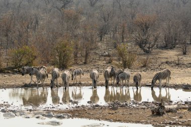 Afrika filleri ziyarette200
