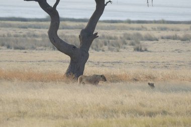 Kenya savanındaki aslan