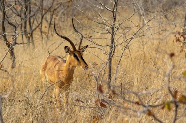 Güney Afrika 'daki Kruger Ulusal Parkı' nda erkek İmpala.