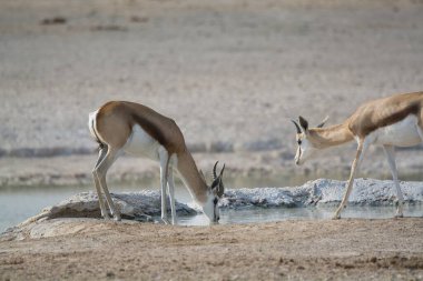 Çölün ortasında çölde su içen bir çift genç ceylan.