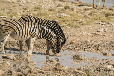 Etoşa Ulusal Parkı 'ndaki Afrika bozkırında vahşi zebra.