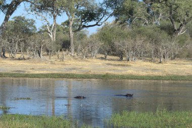 Kenya savanındaki nehir.