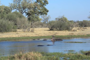 Savanadaki Afrika fili