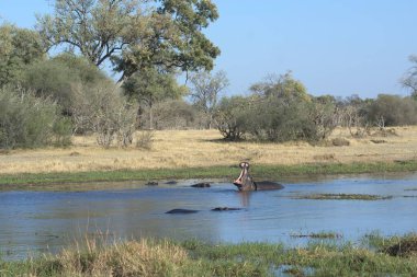 Savanadaki bir grup vahşi hayvan.
