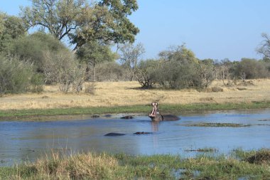 Afrika vahşi yaşam fili Kruger Ulusal Parkı, Güney Afrika
