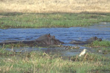 Sudaki su aygırları