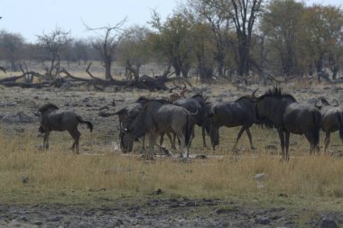 Savanadaki antilop sürüsü