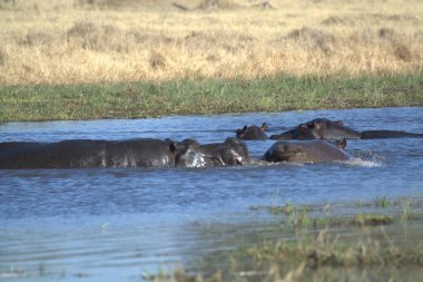 Kenya bozkırında su aygırı.