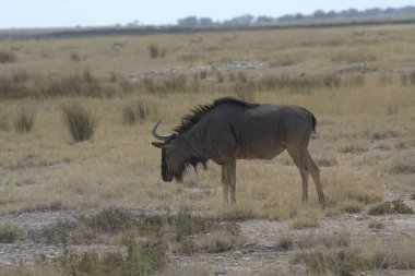 Erkek ve erkek boğanın güzel bir fotoğrafı.