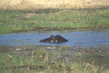 Afrika fili Kruger Ulusal Parkı, Güney Afrika