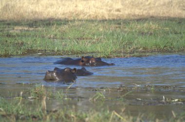 Sudaki bir ördek sürüsü.