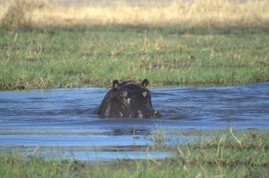 Güney Afrika 'daki Kruger Ulusal Parkı' nda nehir suyunda siyah bir su aygırı..