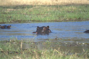 Güney Afrika 'daki Kruger Ulusal Parkı' ndaki nehirde bir grup su aygırı amfibik.