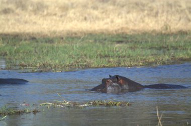 Afrika vahşi otamusu (panthera leo) suda.