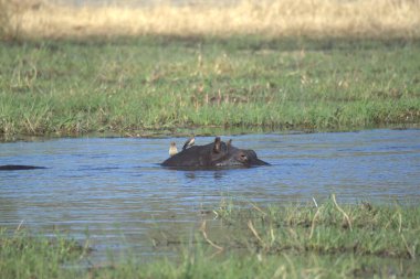 Su aygırı nehir suyunda.