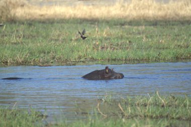 Suaygırı, su aygırı, su aygırı, su aygırı. Suda, Chobe Ulusal Nehrinde. Botswana, Afrika.