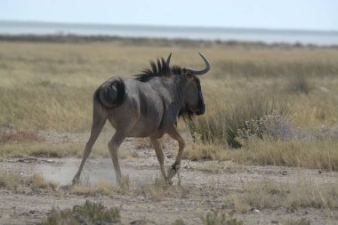 Afrika bozkırlarında vahşi bir geyik