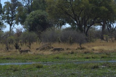 Etoşa Ulusal Parkı, Namibya 'da bir grup fil. Afrika