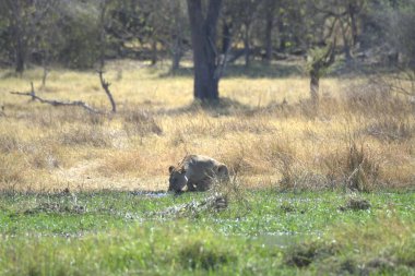 Kenya savanının ulusal parkında bir fil.
