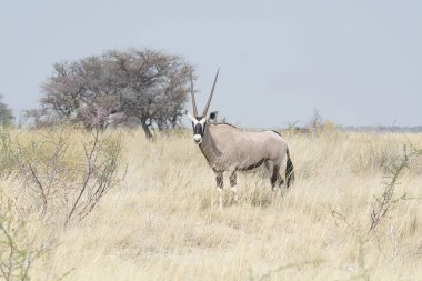 Savanda beyaz bir antilobun güzel bir görüntüsü.