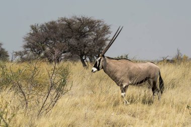 Çölde erkek ceylan