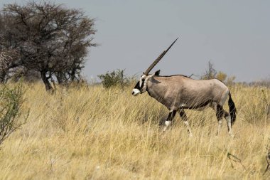 X-x beyaz gergedan çimlerin üzerinde duruyor.