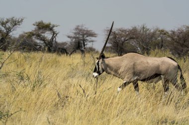 Savanada beyaz bir atın güzel bir resmi.