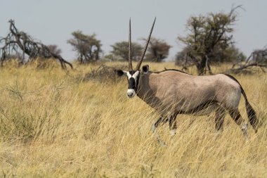 Kuru bir ağaçta duran erkek ve dişi zebranın yakın plan çekimi.