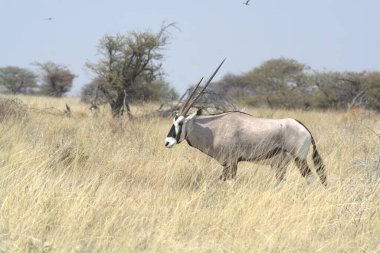 Savananın ortasında beyaz bir ceylan duruyor.