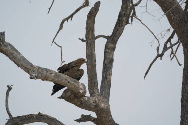 Parktaki ağaçtaki kartal