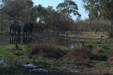 Afrika savanasındaki filler