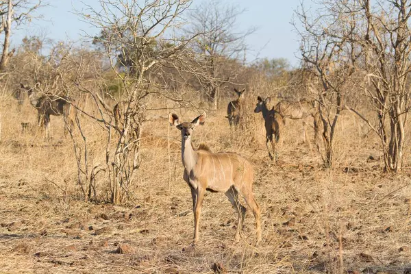 Güney Afrika 'daki Kruger Ulusal Parkı' nda bir grup Afrikalı Kudu..