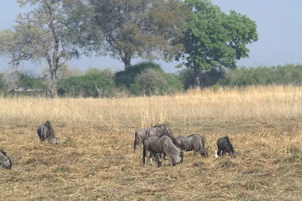 Vahşi at sürüsü tarlada