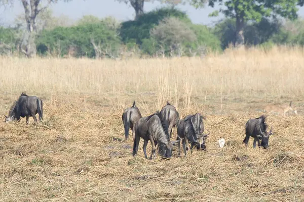 Kenya savanasında vahşi atlar.