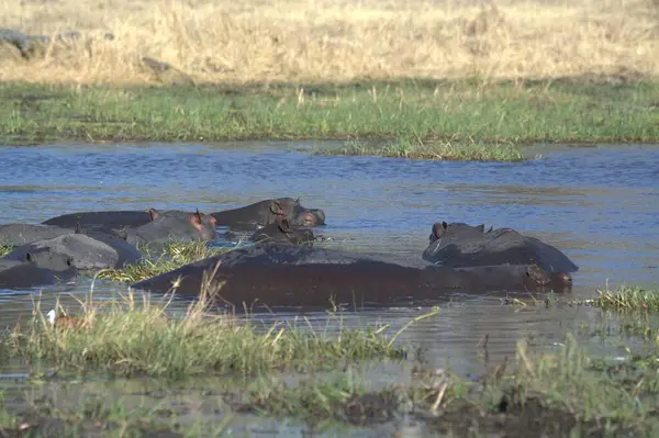 Nehirdeki su aygırları