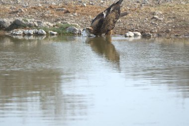 Vahşi doğada bir kuş