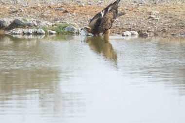 Vahşi boğa geyiği, hayvan, doğa
